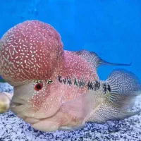 ماهی فلاور گرید AA|ماهی|تبریز, |دیوار