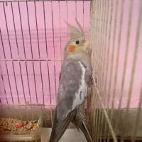 جوجه عروس هلندی|پرنده|بروجرد, |دیوار