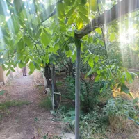 ۱۰۲۰ متر باغ / / ۹۱ متر بنا/چنار غرب/فوری فروشی|فروش زمین و ملک کلنگی|رودهن, |دیوار