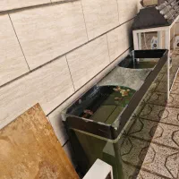 آکواریوم شرکتی شیشه خم10میل|ماهی|مشهد, حضرت حجت|دیوار