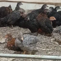 جوجه مرغ 2 ماهه