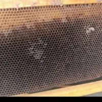 پوکه کندو زنبور عسل