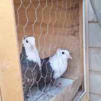 کبوتر کله سفید جوجه طوقی سیاه واکسی جوجه|پرنده|شاهینشهر, فرودگاه هسا|دیوار