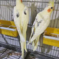 عروس هلندی دوکت|پرنده|بندرعباس, |دیوار