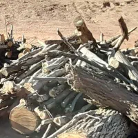 خرید برش و حرس کاری درخت