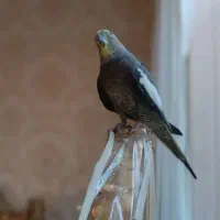 فروش عروس هلندی|پرنده|ایلام, |دیوار