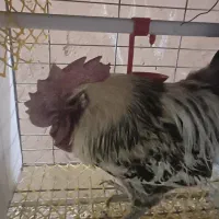 خروس و مرغ ایام سمانی و لاکندزی و قفس|حیوانات مزرعه|سبزوار, ولیعصر (نجار آباد)|دیوار