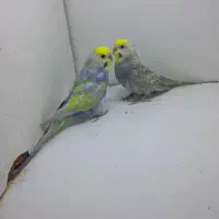 مرغ عشق رینبو رنگین کمانی با جوجه|پرنده|تهران, بهداشت|دیوار