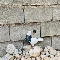 کبوتر|پرنده|یاسوج, |دیوار