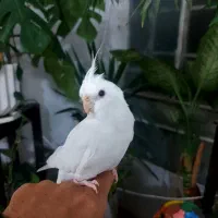 عروس هلندی آلبینو