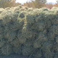 بیده دست پیچ پربرگ و نرم کیلویی 30000|حیوانات مزرعه|رفسنجان, |دیوار