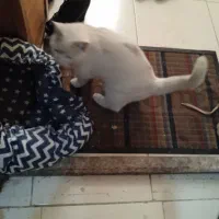 گربه سفید چشم زردم گم شده|گربه|شیراز, درکی|دیوار