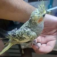 عروس هلندی ۱ ساله