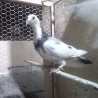 جوجه مرغ مرندی و کفتر|حیوانات مزرعه|یزد, |دیوار