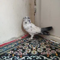 کبوتر پرشی نر