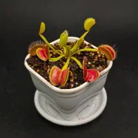 گیاه طبیعی ونوس حشره خوار