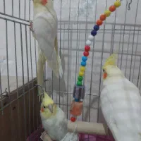 عروس هلندی بالغ|پرنده|نسیمشهر, |دیوار