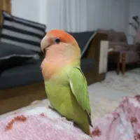 طوطی برزیلی ماده