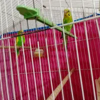 یه جفت مرغ عشق مولد  معاوضه با کفتر|پرنده|قزوین, |دیوار