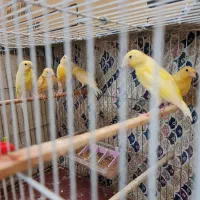 یک جفت قناری و جوجه