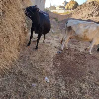 دو عدد گاو آبستان سنگین|حیوانات مزرعه|هشترود, |دیوار