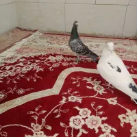 کفتر|پرنده|مشهد, کوی دروی|دیوار