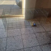 قفس