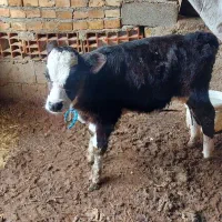 گوساله مونت|حیوانات مزرعه|مینودشت, |دیوار