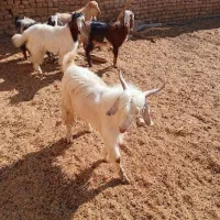 نربزسانن وبزغاله نر|حیوانات مزرعه|مشهد, کارده|دیوار