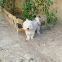 سگ پشمالو جوان