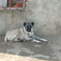 سگ سرابی پنج ماهه|سگ|قشلاق دشت, |دیوار