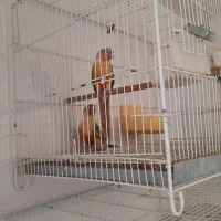 گرینچک جفت و عروس هلندی و مرغ عشق انگلیسی و قناری