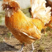 مرغ خروس لهستانی پولند و سلطان وارداتی