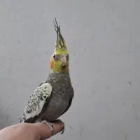 دو عدد عروس هلندی دستی و سالم جوجه دونه خور|پرنده|تهران, شهرک زینبیه|دیوار