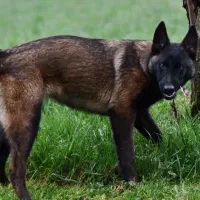 توله مالینویز کیفیت بالا