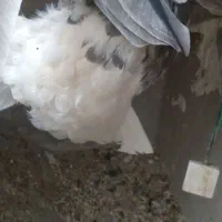 جفت دمسفید|پرنده|بهبهان, |دیوار