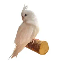 عروس هلندی سفید