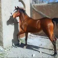 مادیان عرب یسر مصری