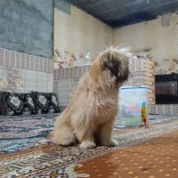 سگ اشپیز نر سه ماهه