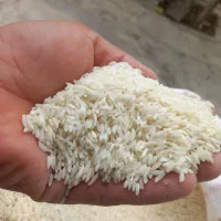 برنج دم سیاه