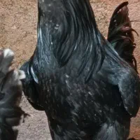 مرغ خروس گلین سیاه خال سوزنی
