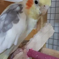 عروس هلندی سخنگو و عالی