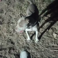 واگزاری سگ پیتبول|سگ|کرمانشاه, |دیوار