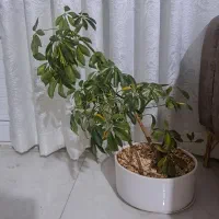 گل بنسای شفلرای|گل و گیاه طبیعی|تربت جام, شهرک آزادگان|دیوار