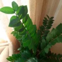 گل زاموفیلیا مصنوعی وارداتی|گل مصنوعی|ری, شهادت|دیوار