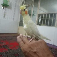 سره گل سر|پرنده|مشهد, بهمن|دیوار