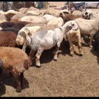 فروشمیشخونگی