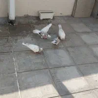 5عدد کفتر سرحال