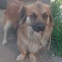 سگ کوچولوی بازیگوش