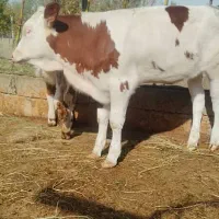 گوساله سمنتال